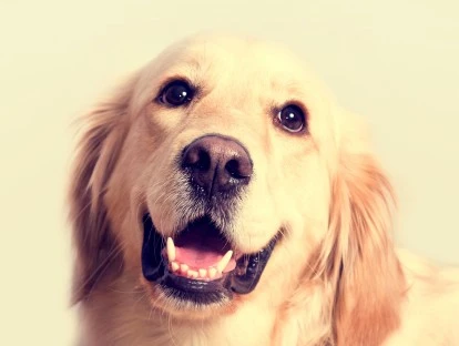 Plano de saúde animal não pode ser cancelado