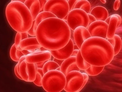 Timoglobulina de cavalo (Atgam)